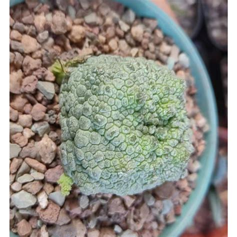 四方凝蹄玉|四方凝蹄玉Pseudolithos cubiformis